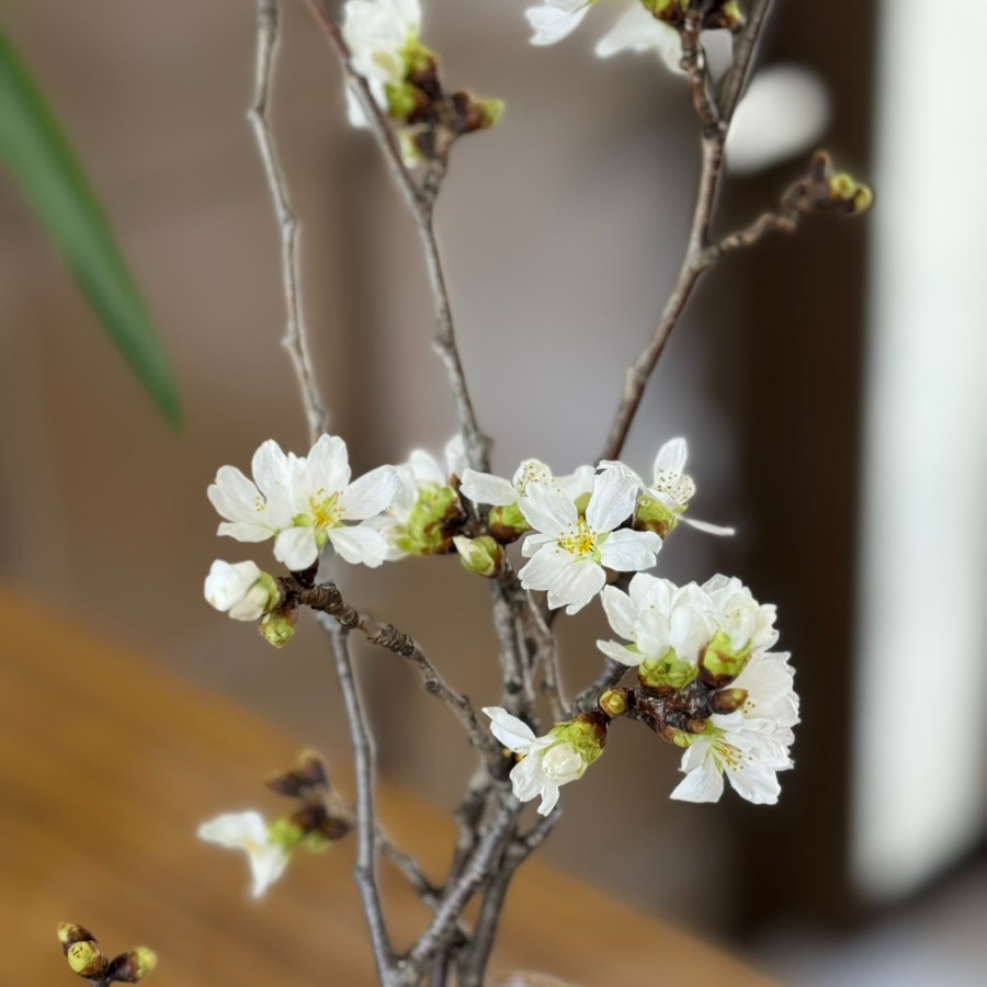 事務所の桜が開花しました