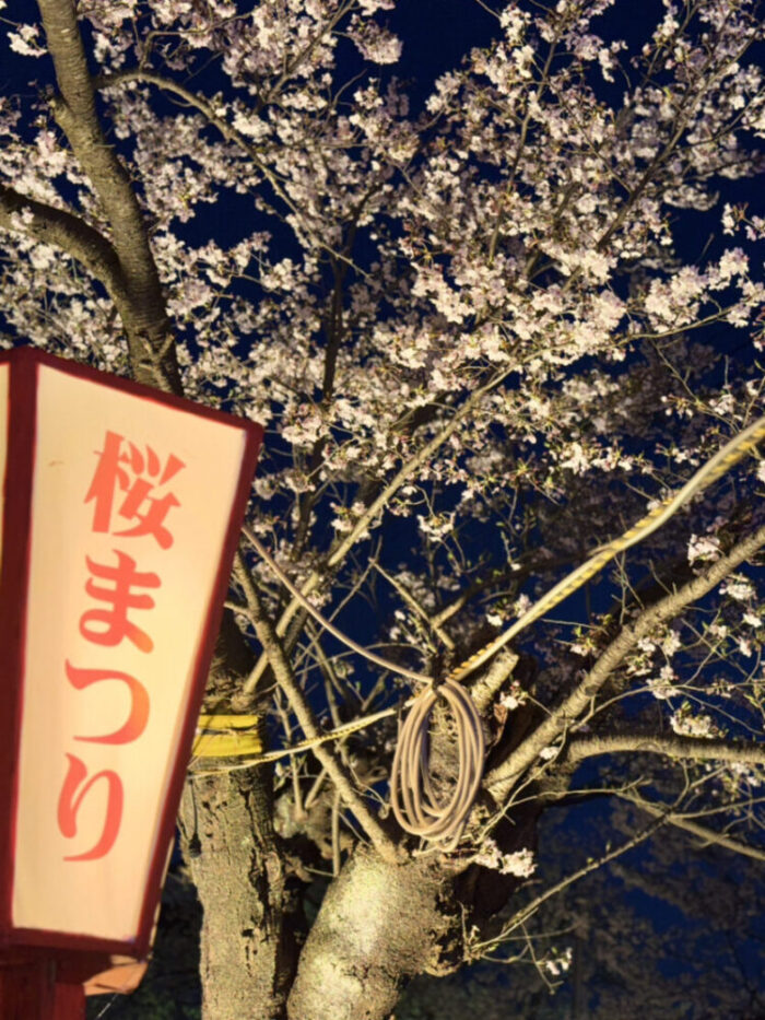 夜桜